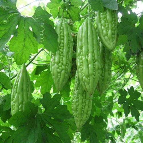 Hạt giống mướp đắng - khổ qua. túi 10 hạt loại dễ trồng - nhiều dinh dưỡng.
