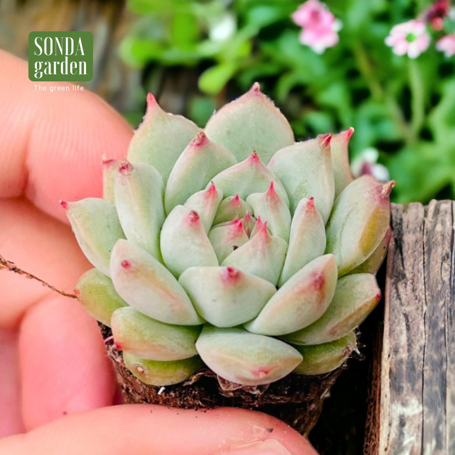 SEN ĐÁ TIỂU NGỌC SIZE MINI SIÊU KHỎE ĐẸP LỖI 1 ĐỔI 1