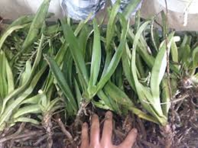 combo 5 cây giống lan đuôi chồn