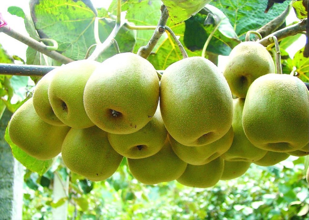 "Gói 30 Hạt " Hạt giống cây ăn trái kiwi