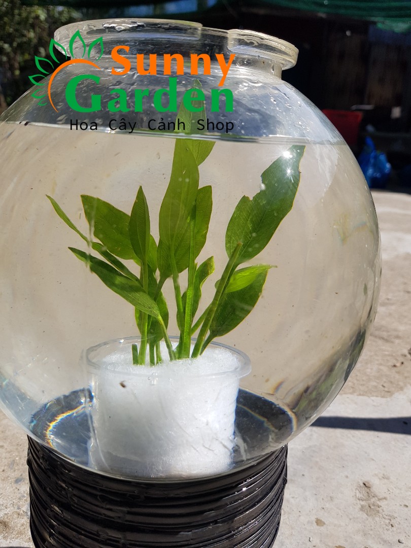 Cây Lan Nước Thủy Sinh