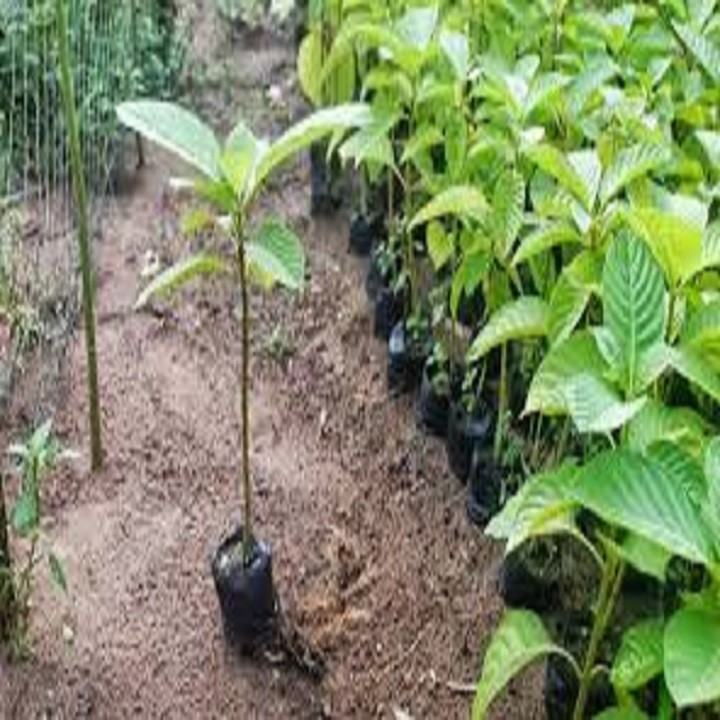 CÂY GIỐNG HẠT DỔI