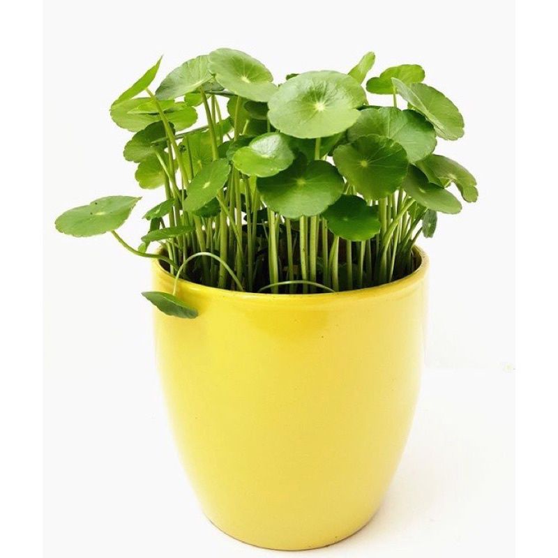 Cây Cỏ đồng tiền trồng thủy sinh