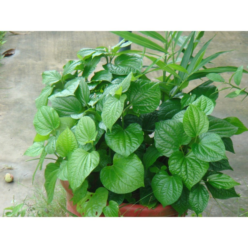 Hạt giống cây lá lốt -  10 hạt
