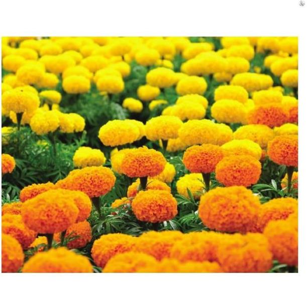 Hạt hoa vạn thọ 2 màu m-01 - gói 1 gram