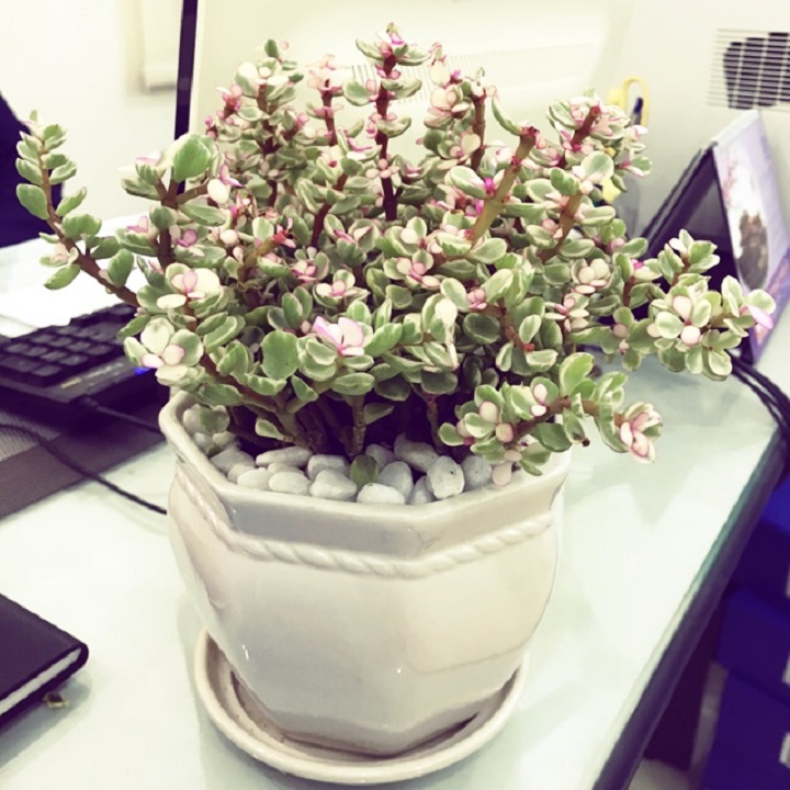 CHẬU CÂY SEN ĐÁ NGỌC BÍCH (SEN ĐÔ LA HỒNG)