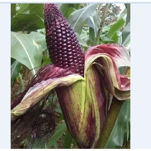 "Gói 30 Hạt " Hạt giống ngô nếp tím Thái lai F1