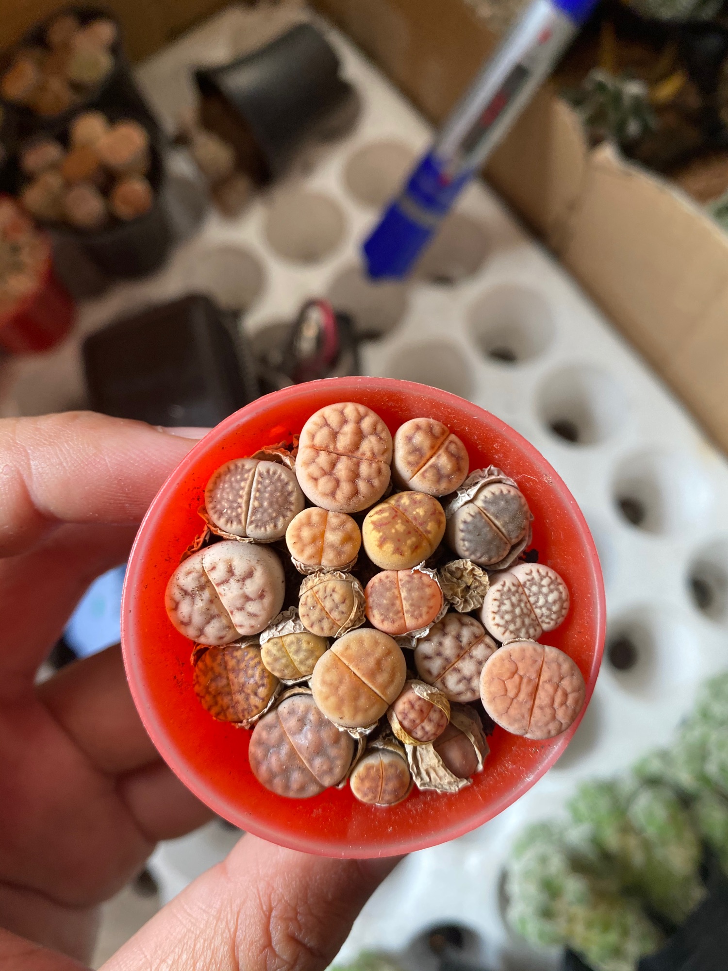 LITHOPS THẠCH LAN -  SEN ĐÁ MÔNG ĐÁNG YÊU