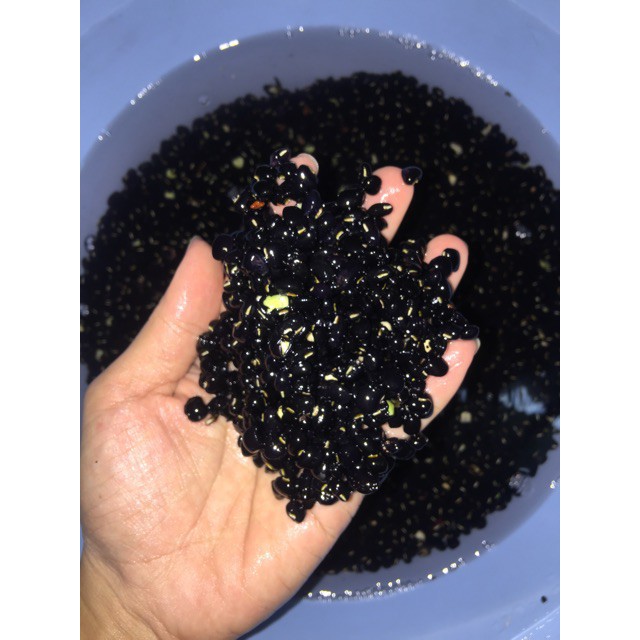 [HCM]Trà đậu đen xanh lòng Thiện Phát rang mộc 1kg ( Túi zip)