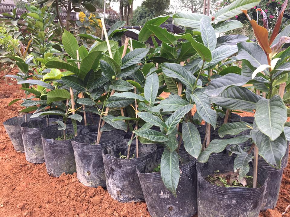 Hải đường, cây giống gửi đi nguyên bầu