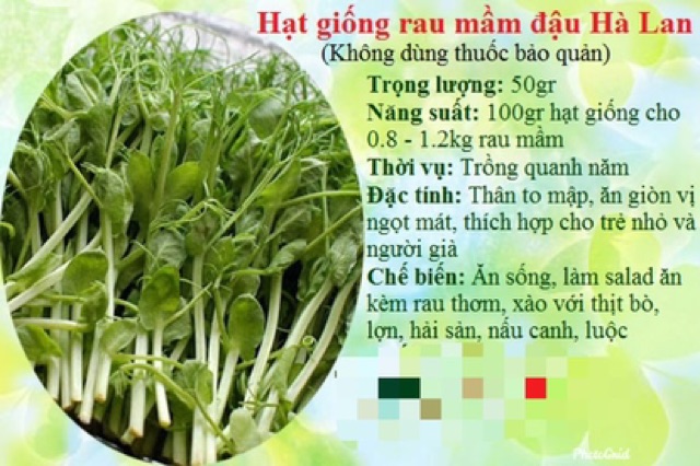 Hạt giống mầm đậu hà lan giá rẻ