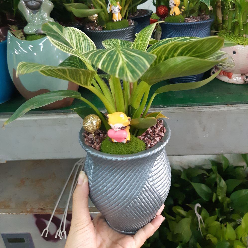 vạn niên thanh mix chậu