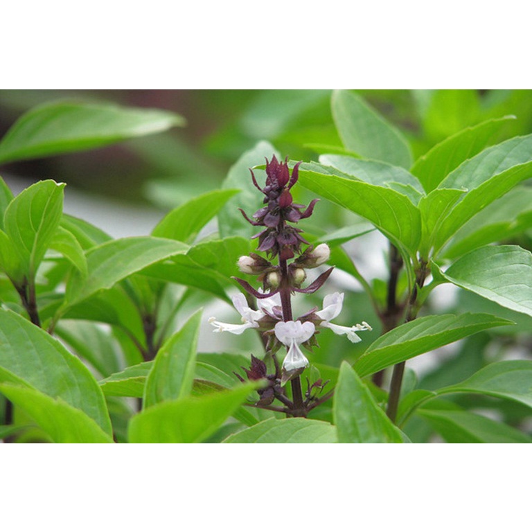 Hạt giống húng Quế rau Quế - gói 5 gram