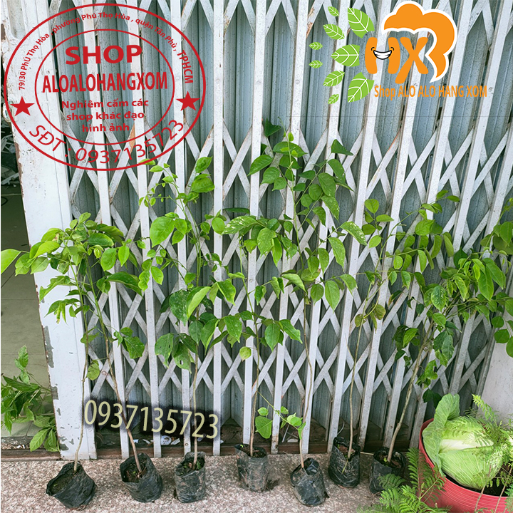 cây giáng hương cây giống -combo 5 cây