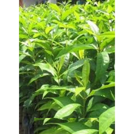 Cây Nhội Giống To Khỏe - 2cây a5