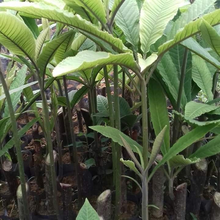 cây giống cây xăng sê (cây khôi nhung trắng , khôi đốm)