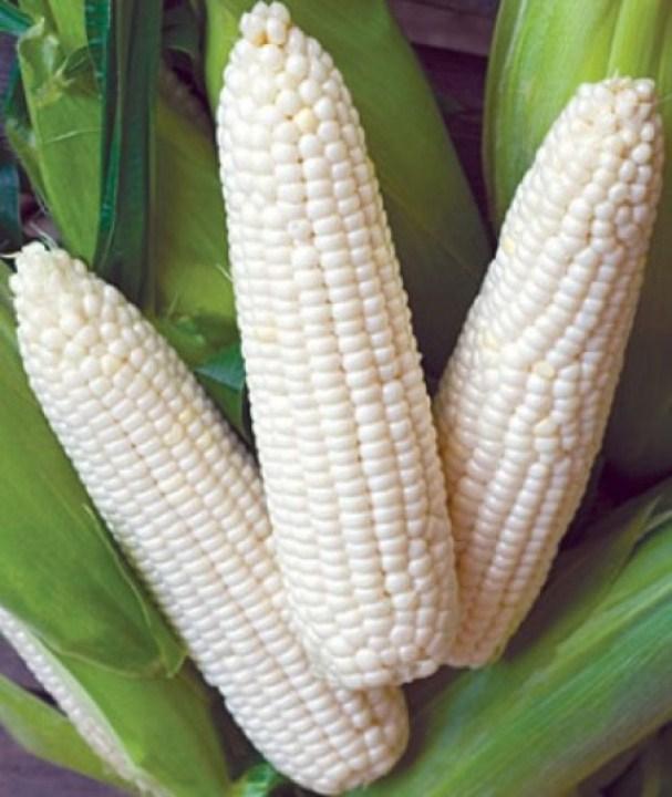 HG105- Hạt giống ngô nếp 30 hạt