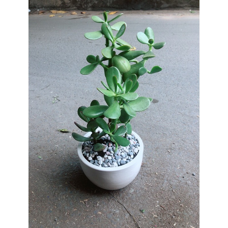 [HCM]Chậu Cây Ngọc Bích