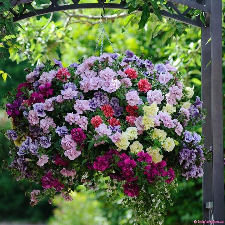 Hạt giống hoa dạ yến thảo kép mix gói 50 hạt xuất xứ Đức