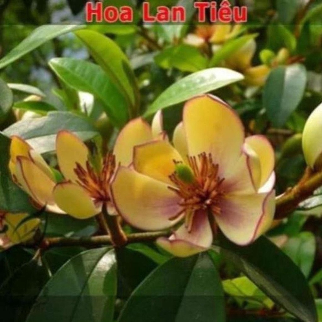 Cây giống hoa lan tiêu (hàm tiếu) hoa thơm ngát (ảnh thật số 2).