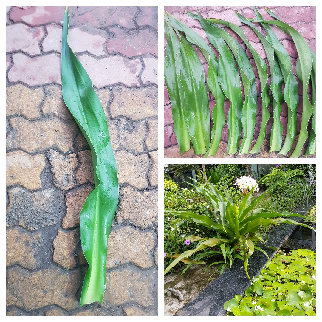 Lá cây đại tướng quân tươi, Lá cây náng hoa nắng hỗ trợ chữa đau lưng và bong gân Minh Hân Garden