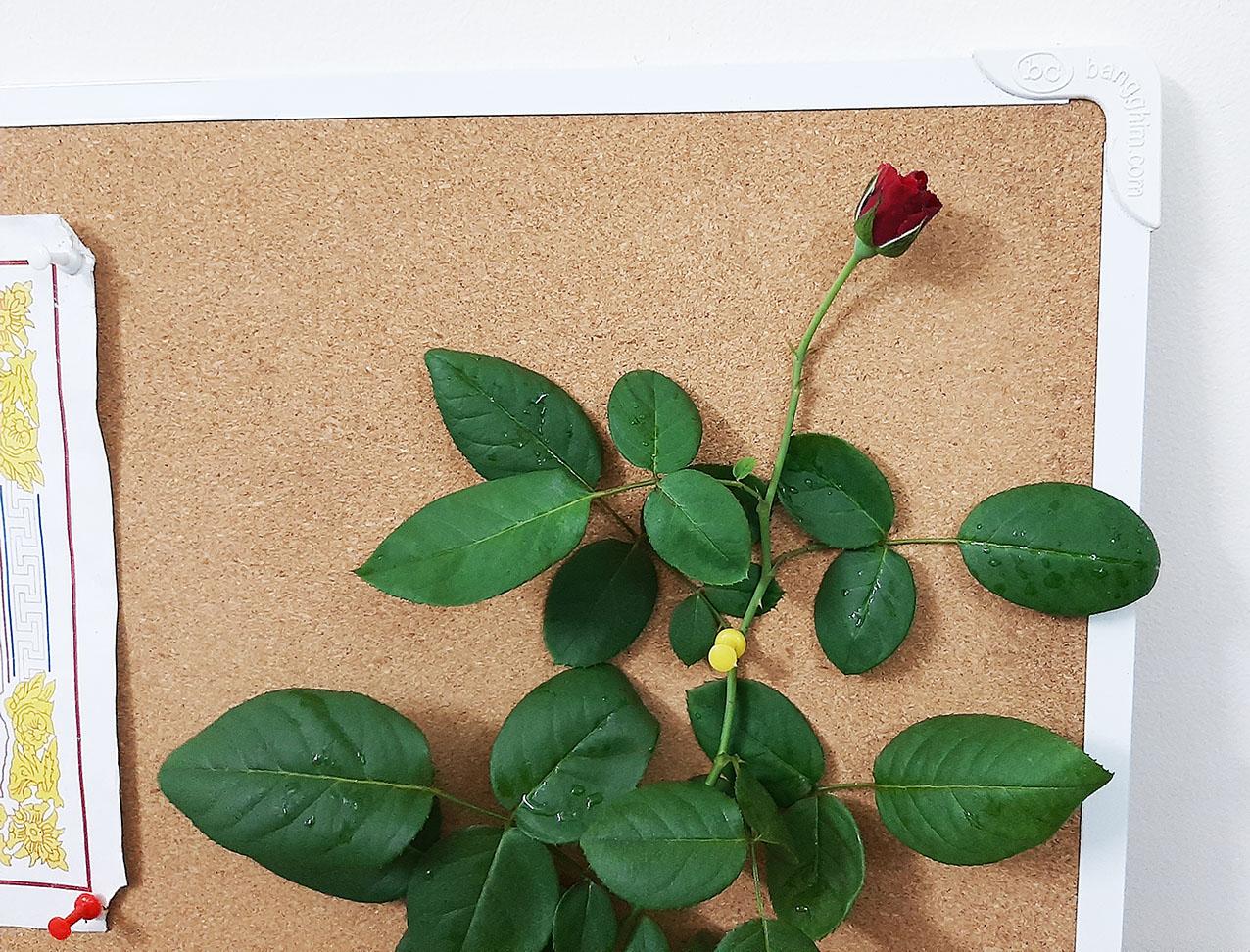 [HCM]Bảng ghim bần 60x80cm