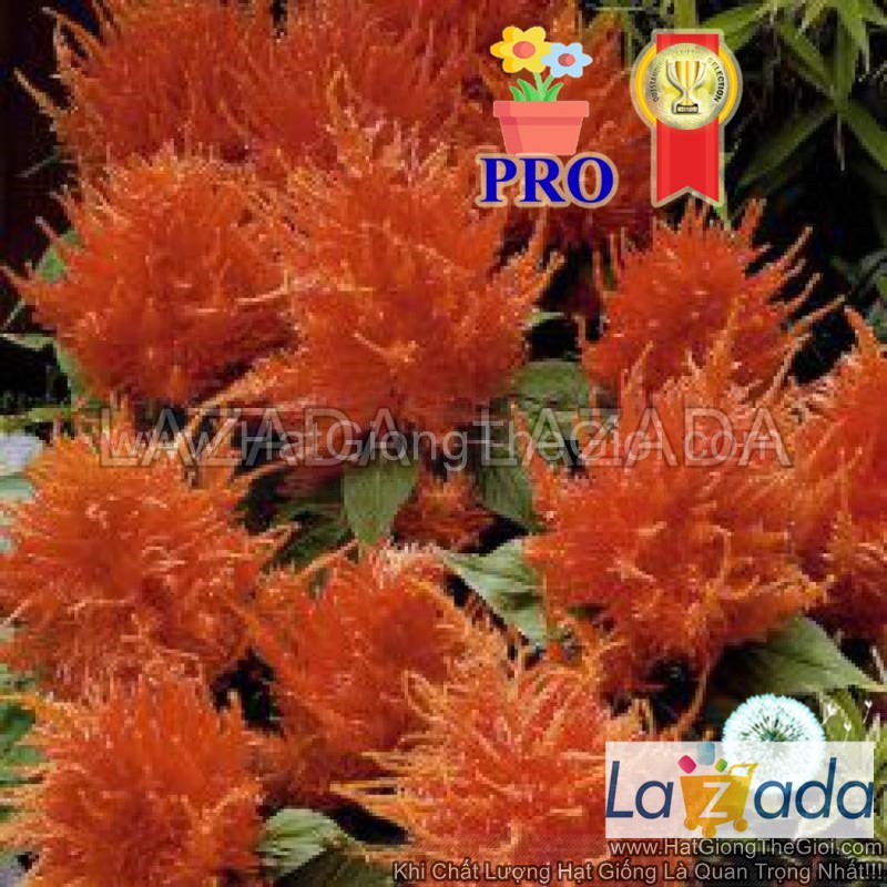 100h Hạt Giống Hoa Mào Gà Lửa Fresh Look Cam F1Pro (| -KD: B36*X68*M006)