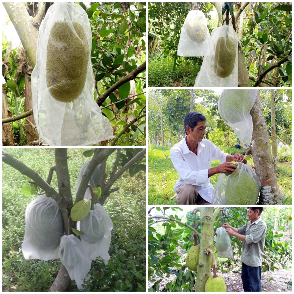 Lưới bao mít 40x50 - 100 túi - VTNT1