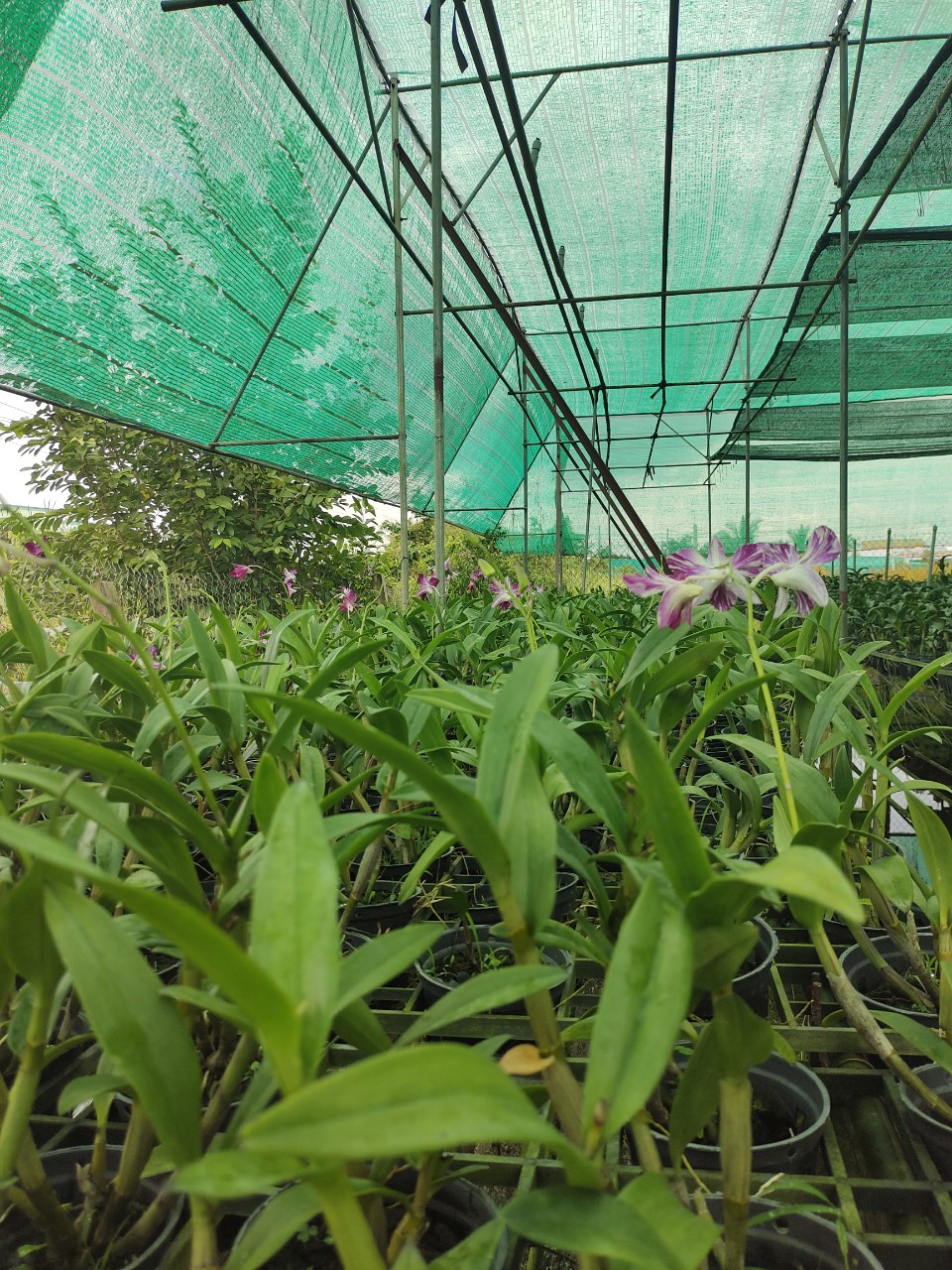 Chớp Sao Băng chuẩn chớp