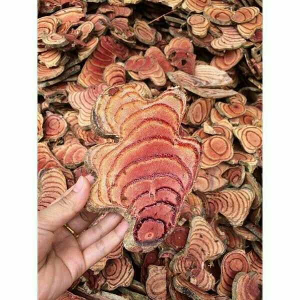 1kg cây cỏ máu