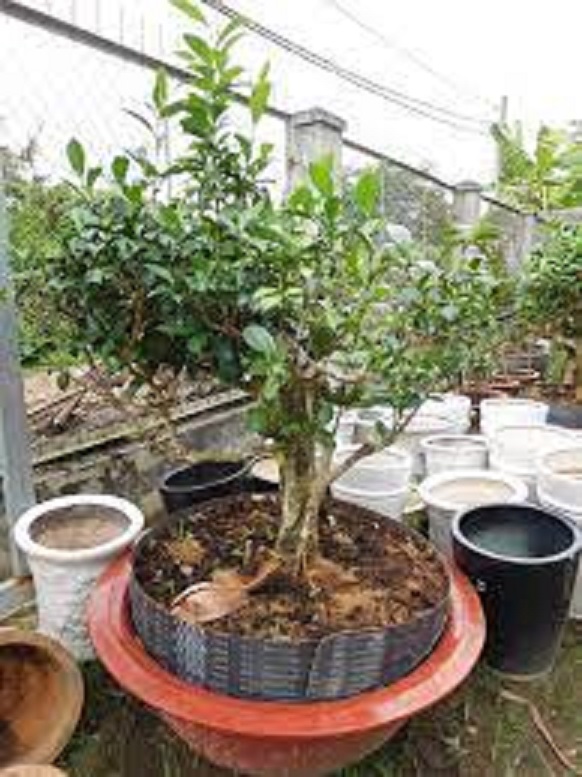 Cây chè xanh uống nước