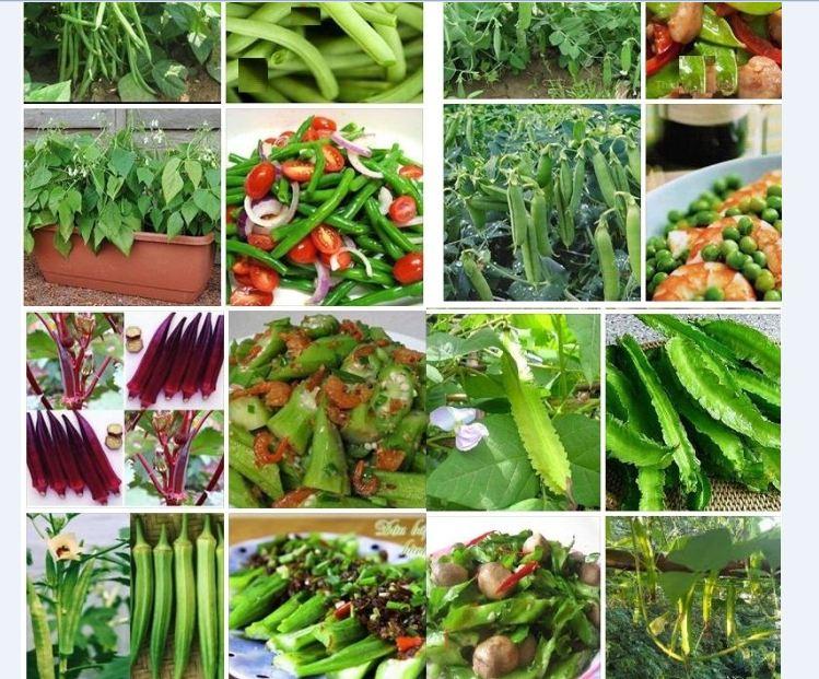 Combo 5 gói hạt giống các loại đậu dễ trồng ( đậu hà lan. đậu cove. đâu rồng .đậu bắp xanh và đỏ)