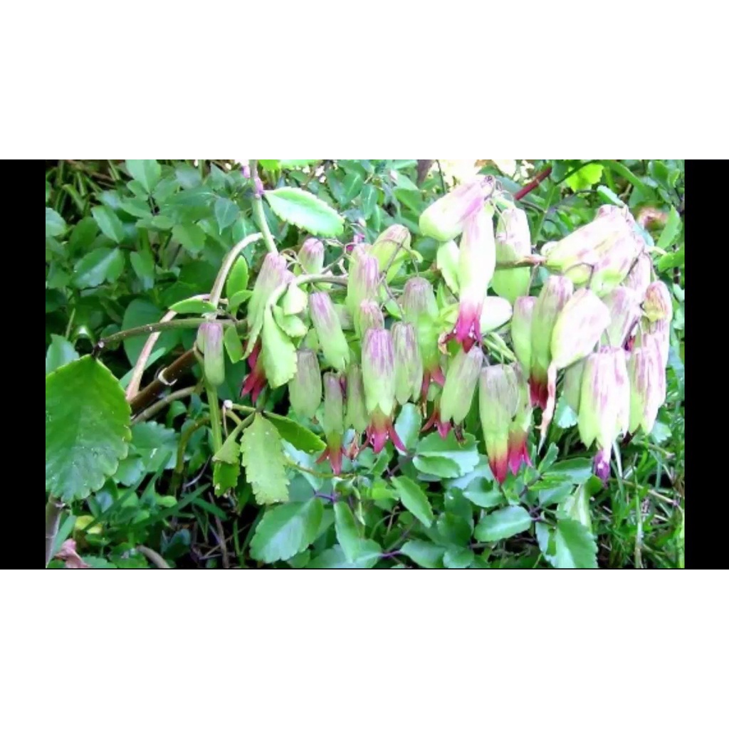 1 cây lá bỏng ta con (hoa sống đời ta)- cây giống