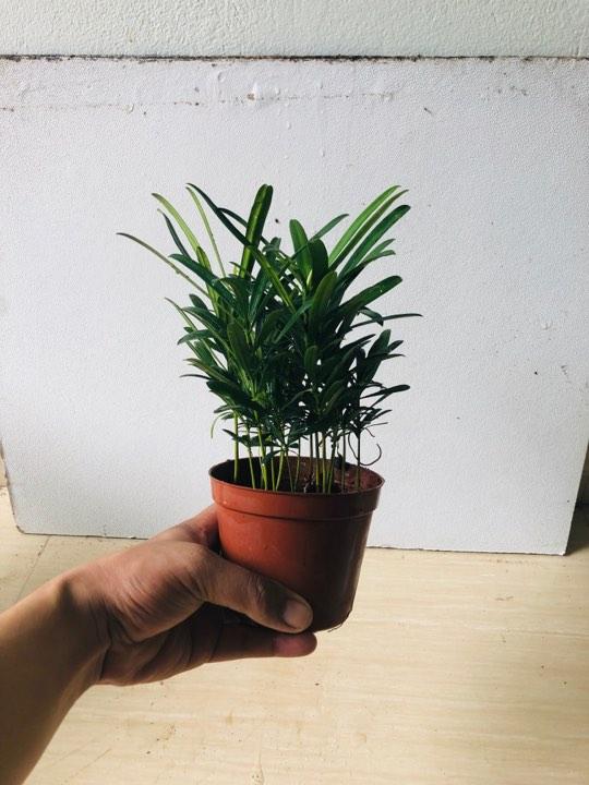 Cây tùng la hán + chậu