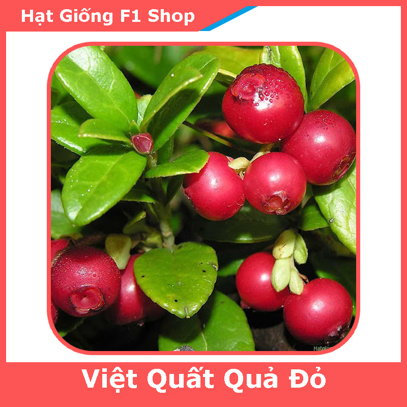 Hạt Giống Cây Việt Quất Đỏ Chất Lượng F1 (30H) (209.F1)