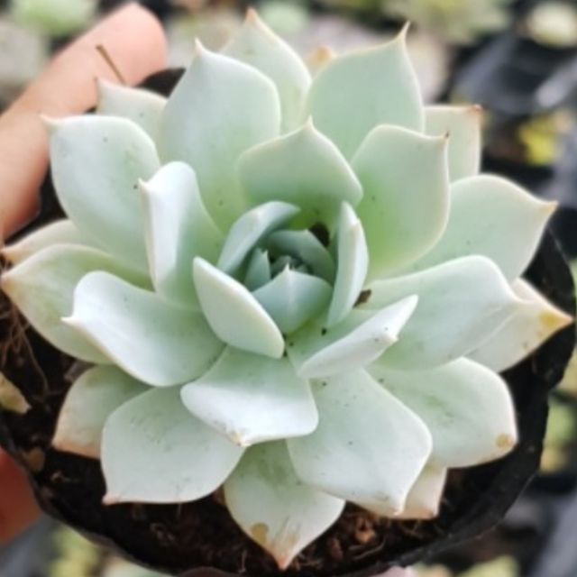 Sen đá ngọc trinh