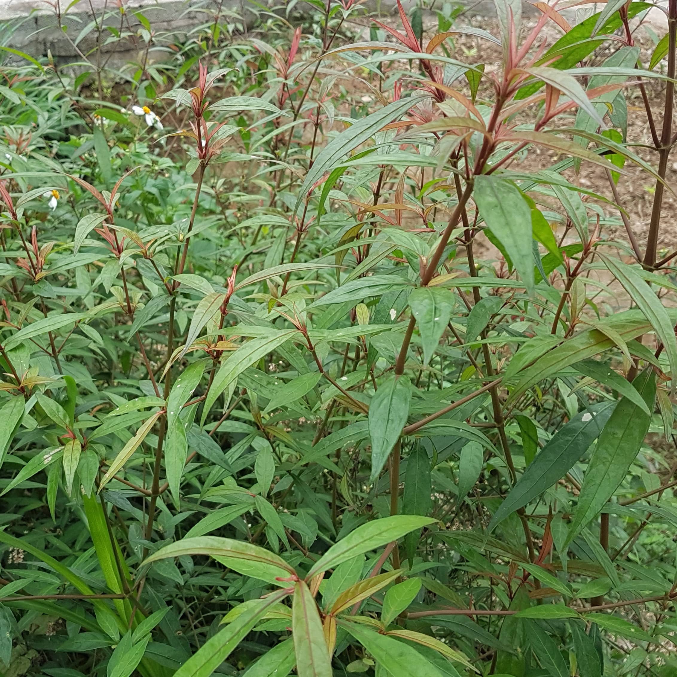 20 cây hoàn ngọc