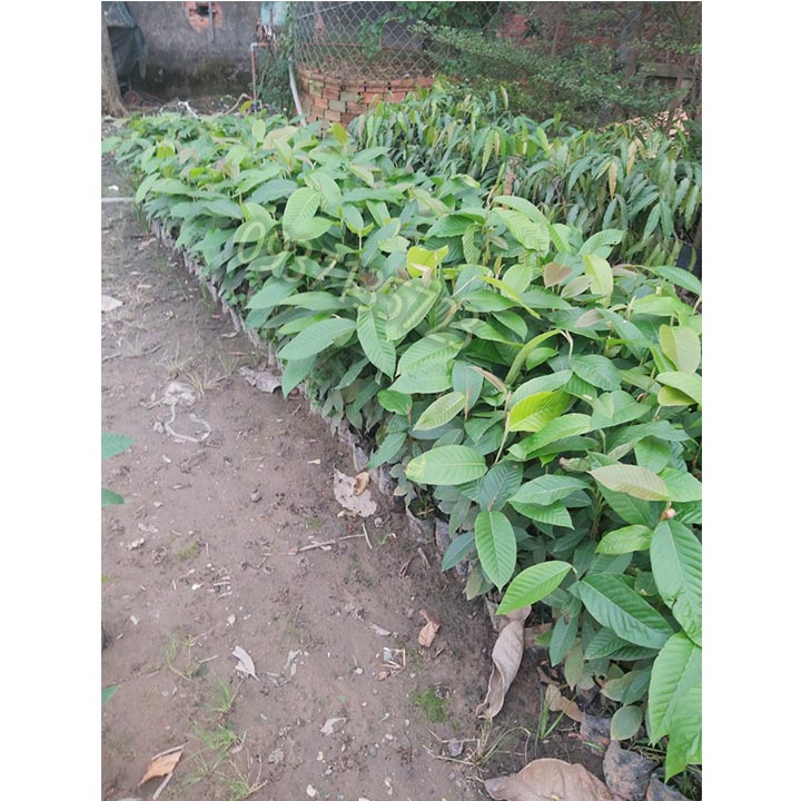 [HCM]COMBO 5 CÂY DẦU -CÂY GIỐNG