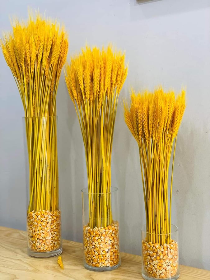 [CÓ QUÀ TẶNG] 100 Bó Hoa Bông Lúa Mạch Khô Decor Trang Trí