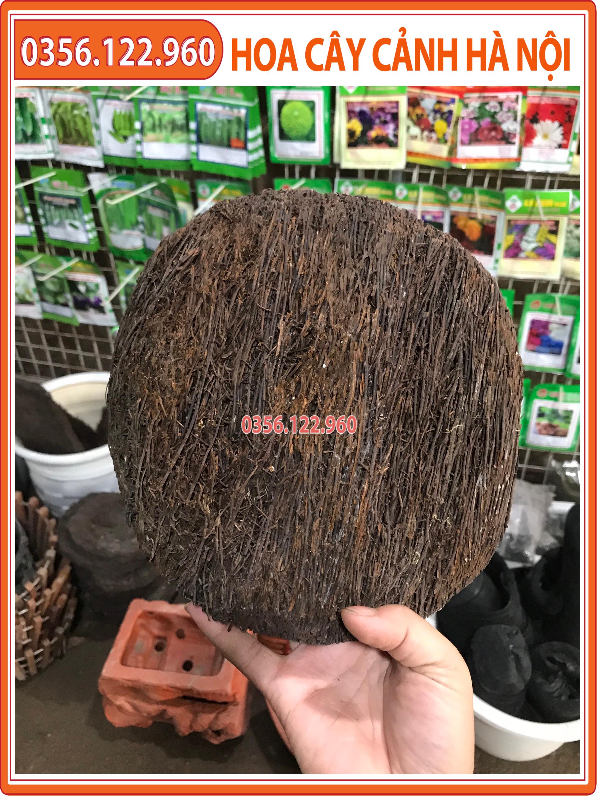 Bộ 5 dớn đĩa trồng lan