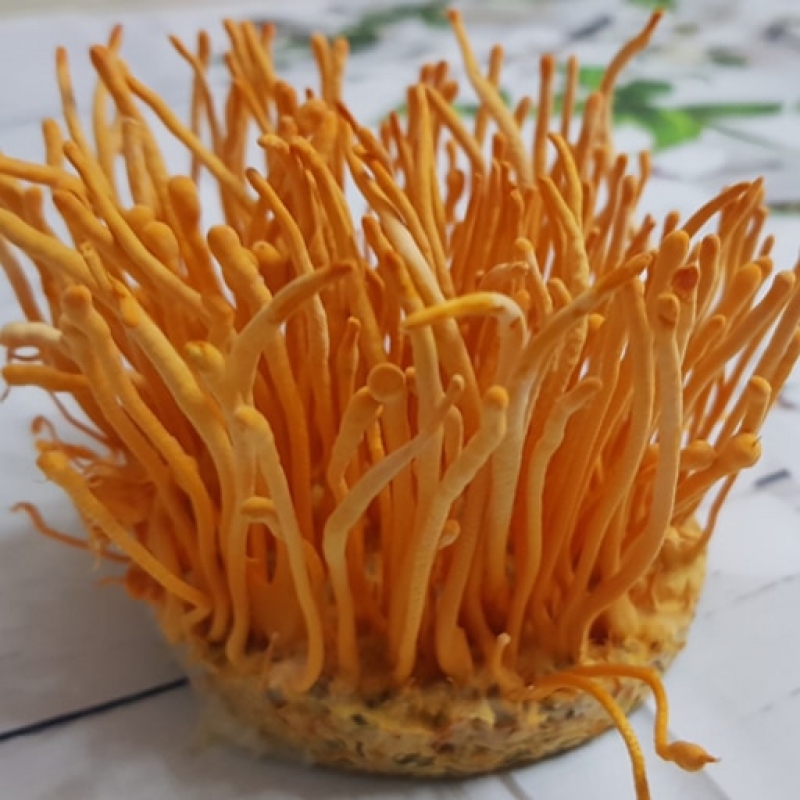 Đông trùng hạ thảo loại cao cấp - 100g