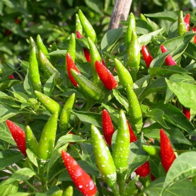 Hạt giống Ớt chỉ thiên siêu cay