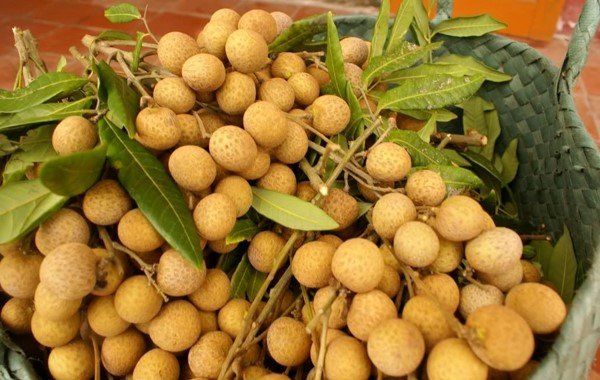 Cây giống Nhãn Xuồng Cơm Vàng siêu trái.
