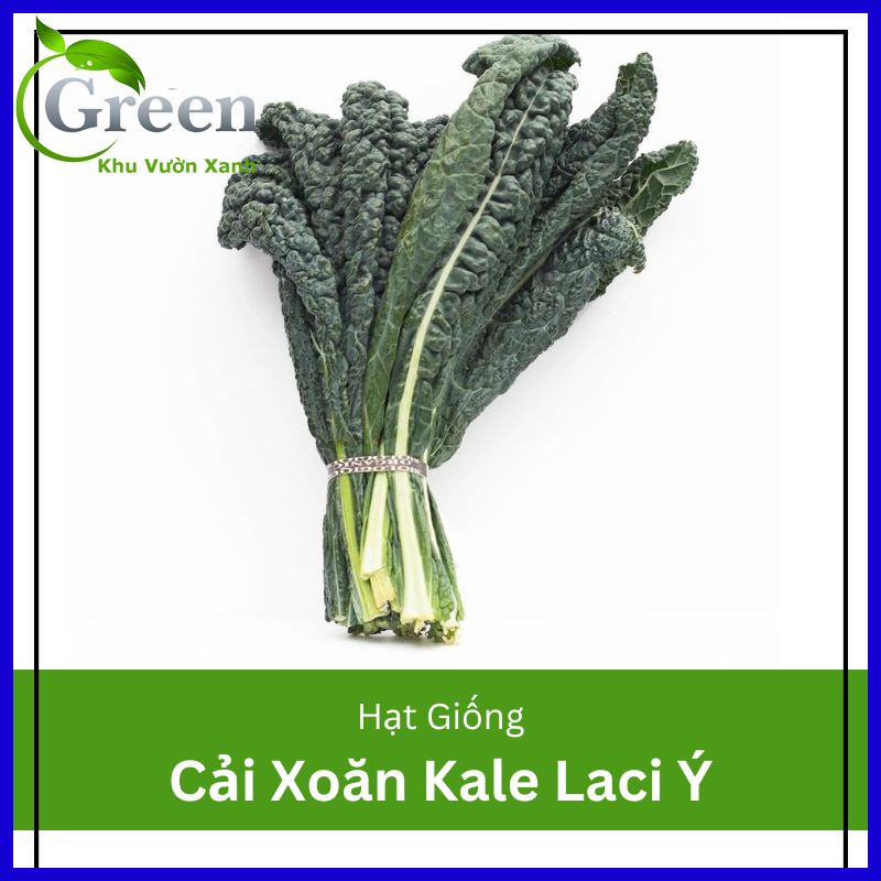 Hạt giống cây cải xoăn kale laci ý