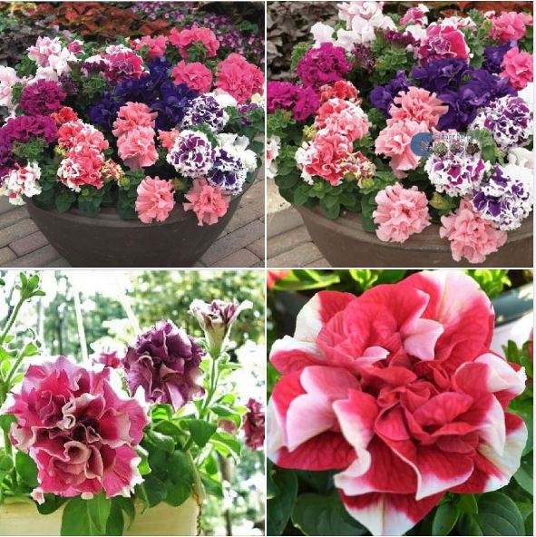Túi 10 Hạt giống hoa dạ yến thảo kép mix F1