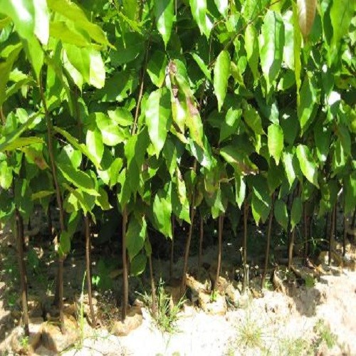 Combo 5 Cây sao đen giống