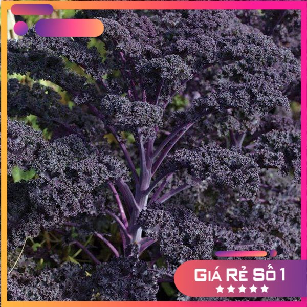 100h - hạt giống kale scarlet f1 - kale tím nhập khẩu mỹ nảy mầm