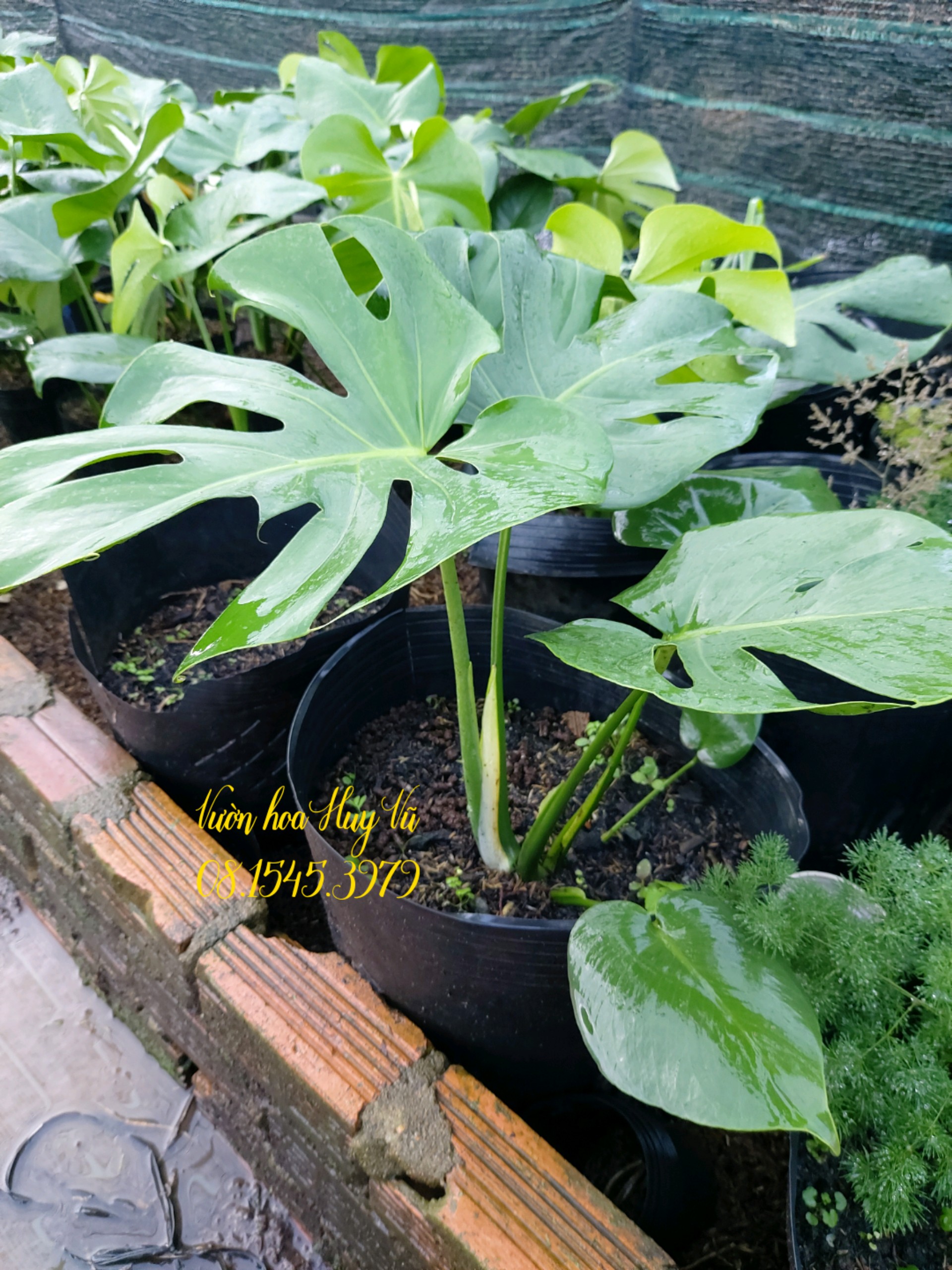 Trầu Bà Nam Mỹ