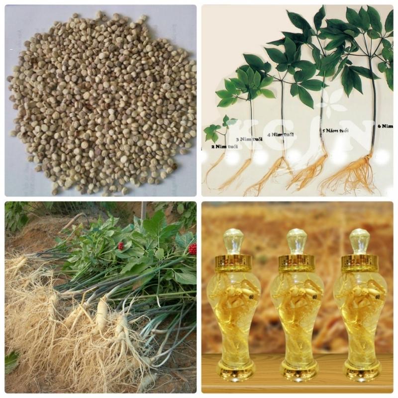 Hạt giống cây nhân sâm