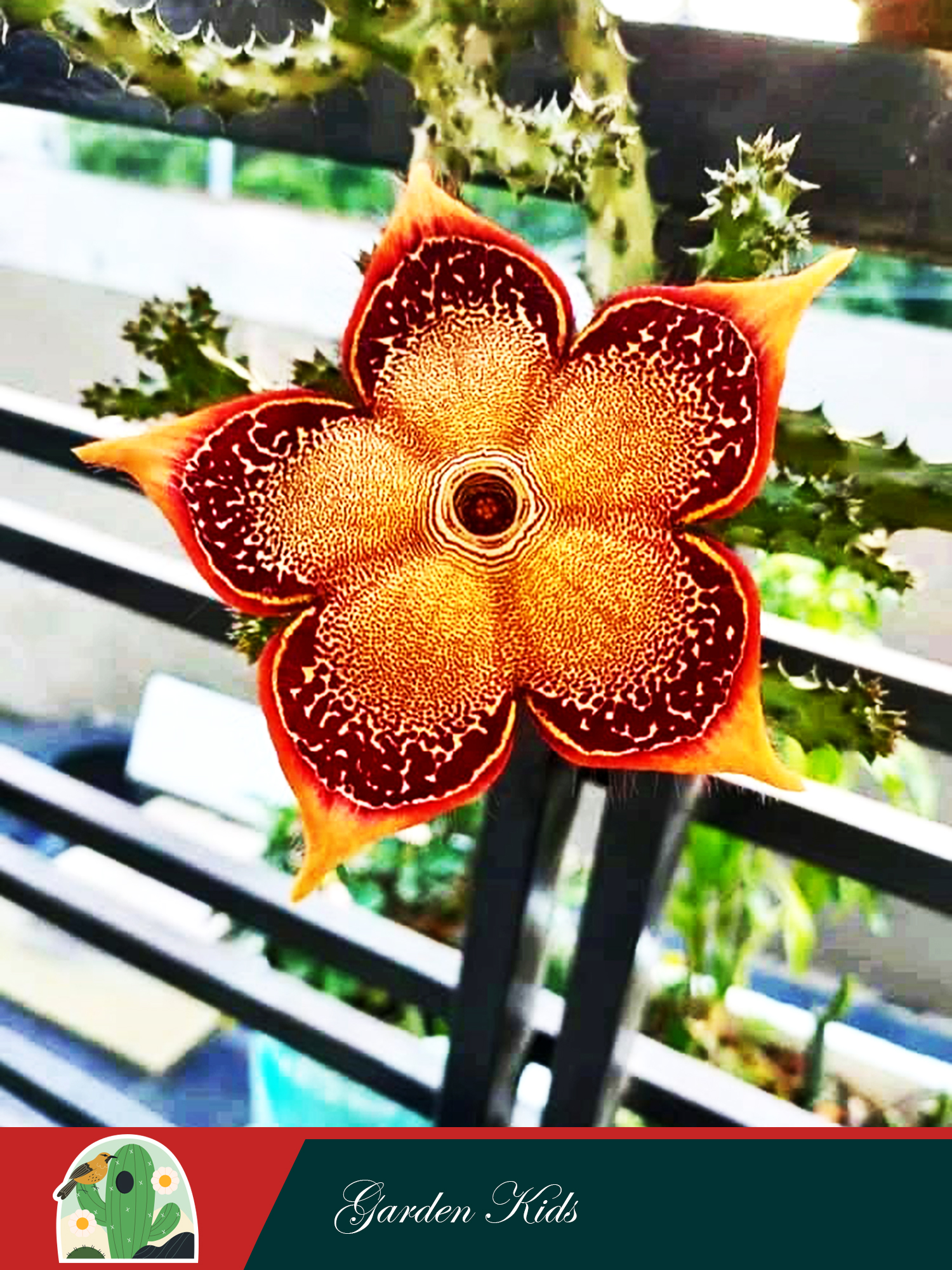 Xương rồng sao biển (Edithcolea Grandis)